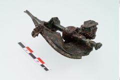 Foto von Bronzephalere (NHMW-PRAE-024552)